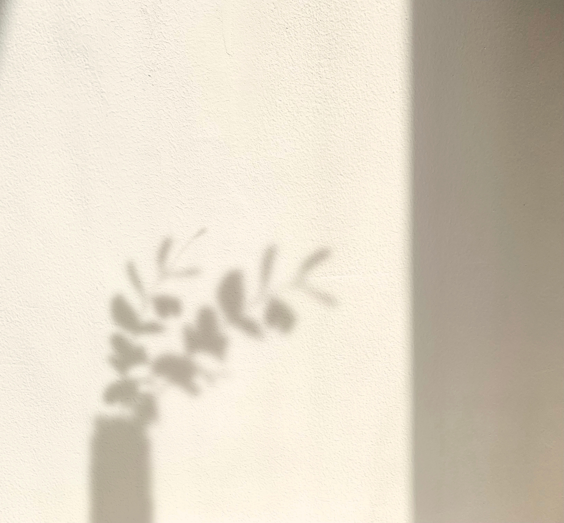 Aesthetic Shadow Background